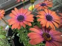 関東南部のうちの庭で「いま咲いている」多年草《春の定番花》3選！