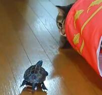 猫が大好きすぎる亀　違う生き物みたいな動きに猫も驚きを隠せない！爆笑の映像が話題に