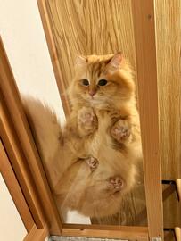 履歴書用に自撮りをしていたら…猫2匹がとったまさかの行動に爆笑と5万いいね