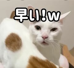 【即反応】爆睡中の猫ちゃん「ごはん」の呼びかけに即反応！寝ぼけた顔が可愛すぎる
