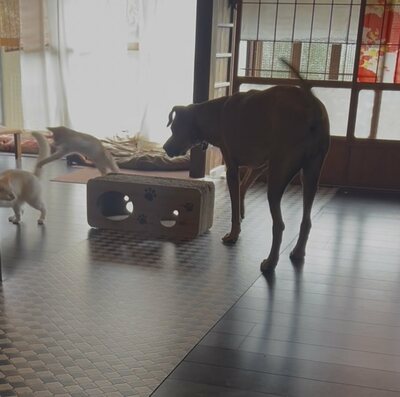 活発に遊ぶ子猫たち