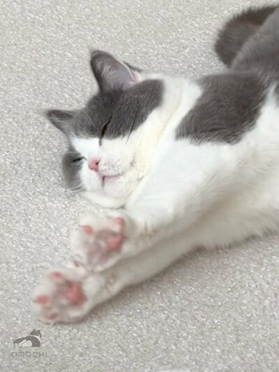 毛づくろいの後にのびをする姿