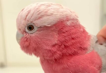 「大好きなパパ」が出かけた後のインコが切ない…　意外な行動に「胸が締め付けられる」