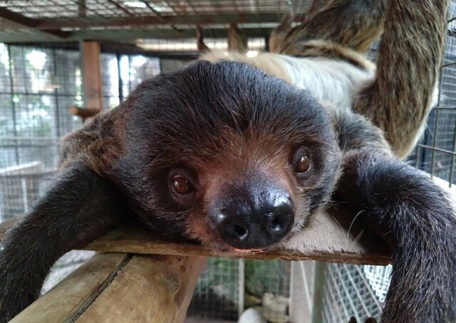 【神戸市立王子動物園】「ナマケモノが立った？」フタユビナマケモノの貴重な食事風景に「すごく動きが活発ですね」（兵庫県）