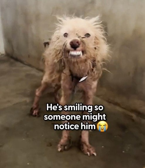 過酷な環境で収容され痩せていた犬が　救助後「大きく変化した姿」に感動の声