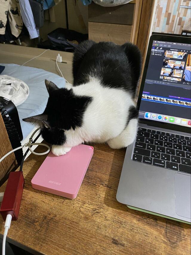 わざわざ狭いところで寝る猫　後ろから見た姿が笑ってしまう可愛さ