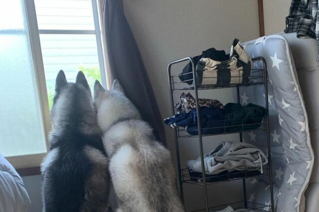 自宅で窓の外を眺める「2匹のハスキー犬」　名前を呼んでも反応しない理由に「やっちまったな…」