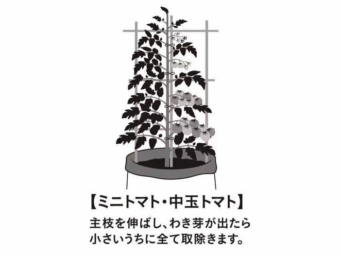 普通の鉢植えとは少し違った見た目になるのもいいですね