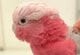 「大好きなパパ」が出かけた後のインコが切ない…　意外な行動に「胸が締め付けられる」
