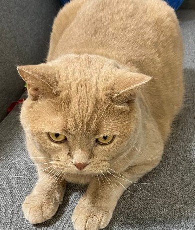 出所：@TsunaIsCat