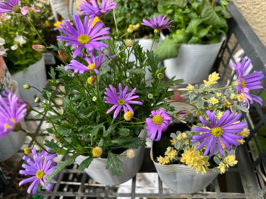 LIMOガーデニング部撮影