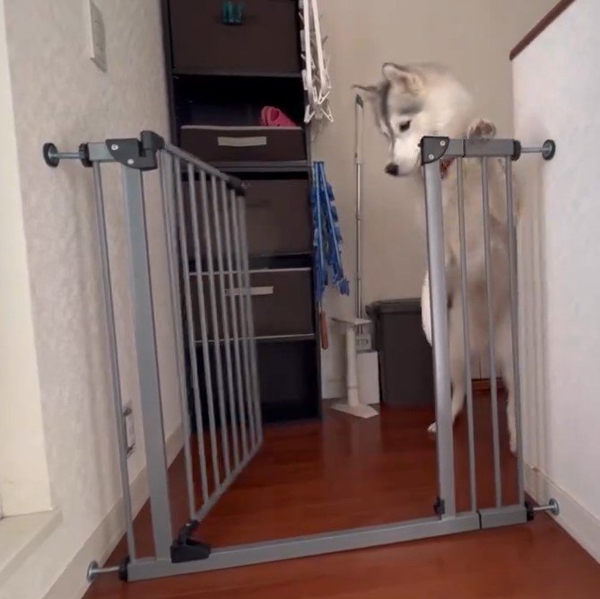 出所：@Livewithhusky