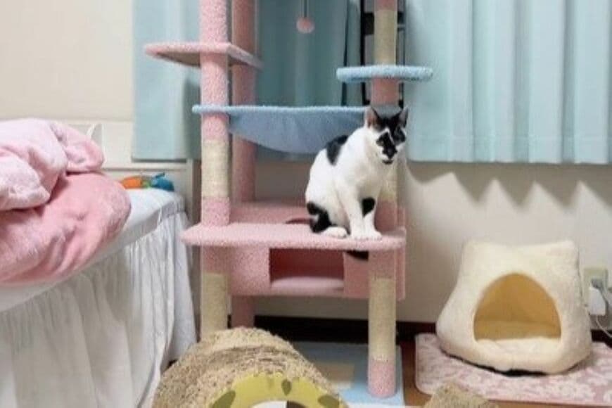 新しい「キャットタワー」に大満足の猫　まったり休む姿に思わずほっこり