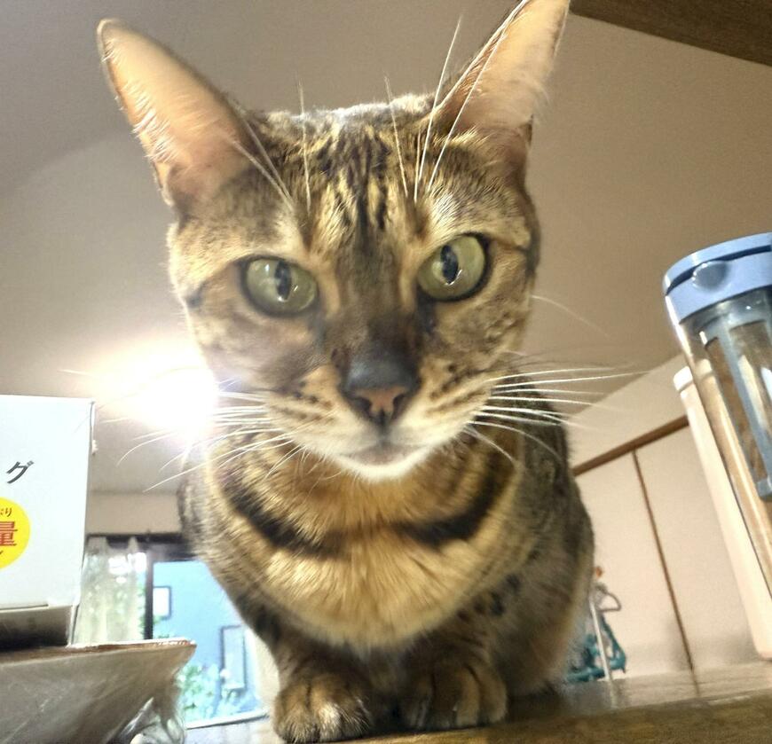 出所：@Beercat_Ana_Dar