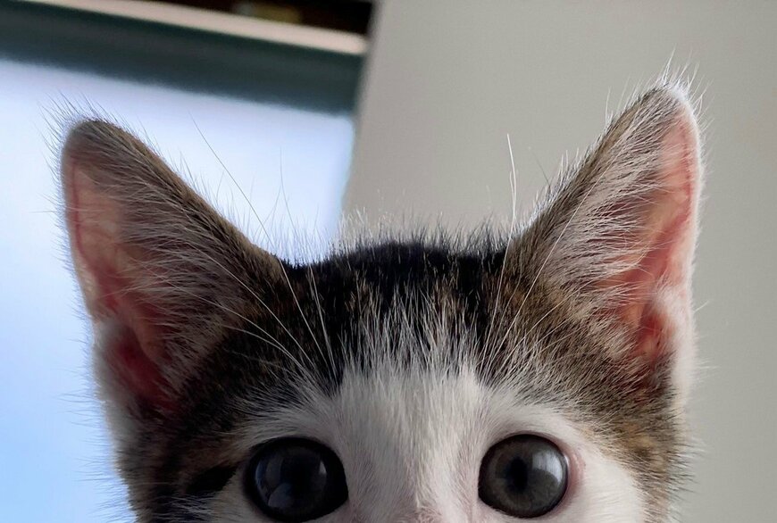 出所：@Saeroyi_cat