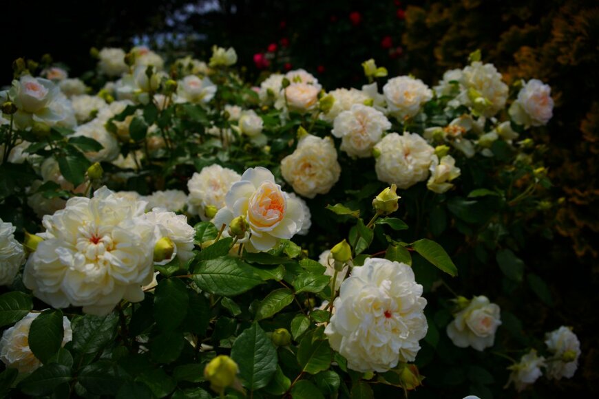 MasterChefNobu/shutterstock.com