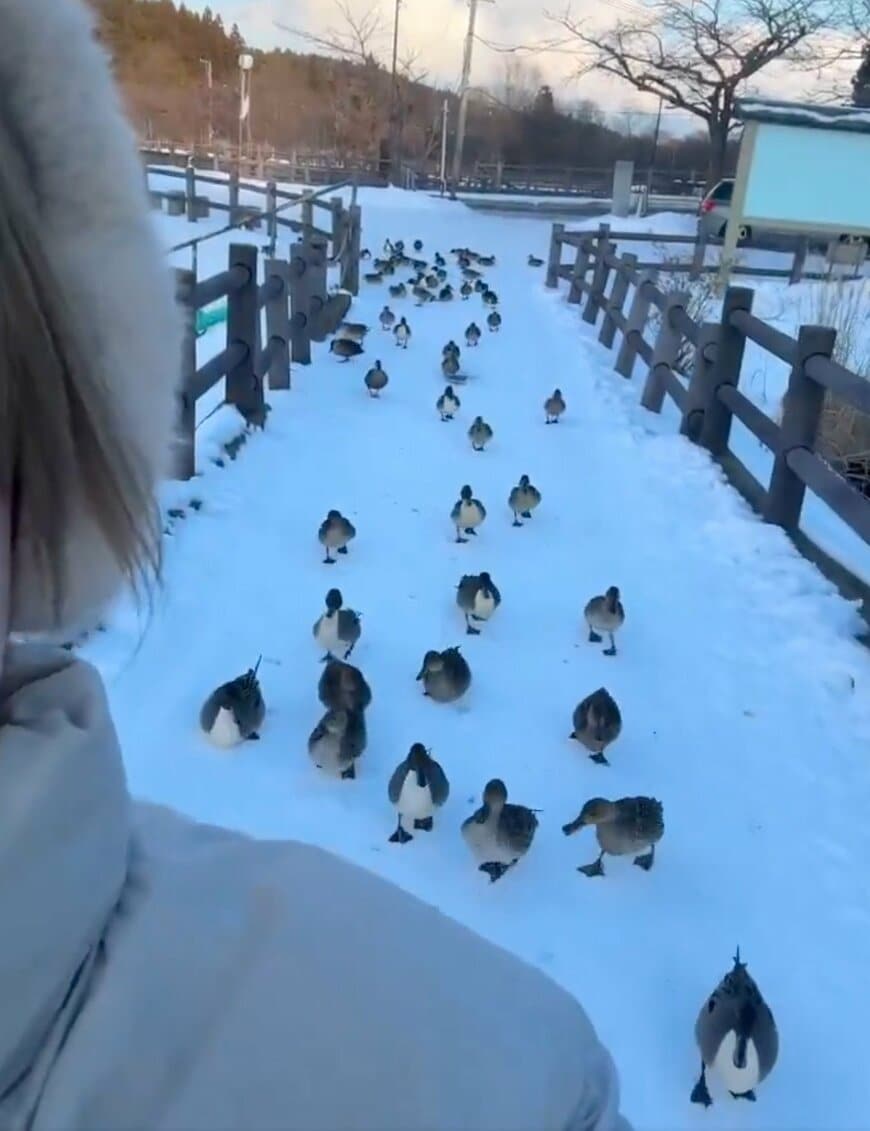 出所：@lirolulumua