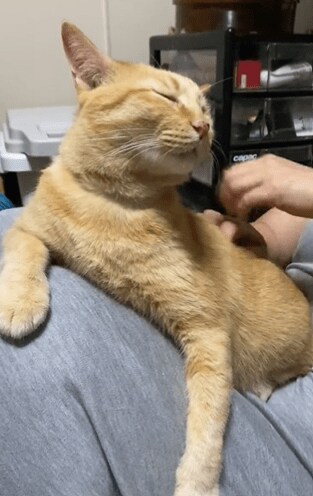 出所：@luna7taka9