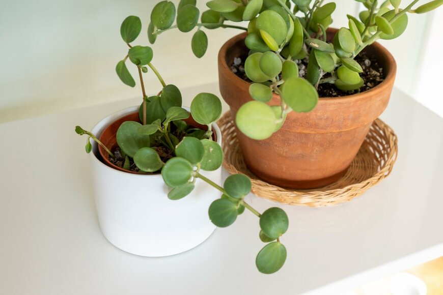 Ida Taing/shutterstock.com