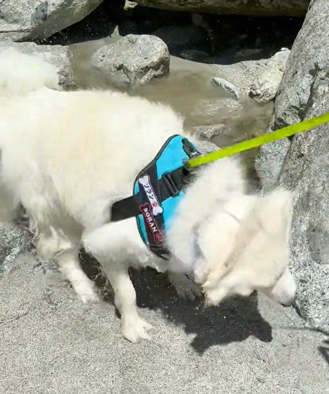 出所：@samoedsoran