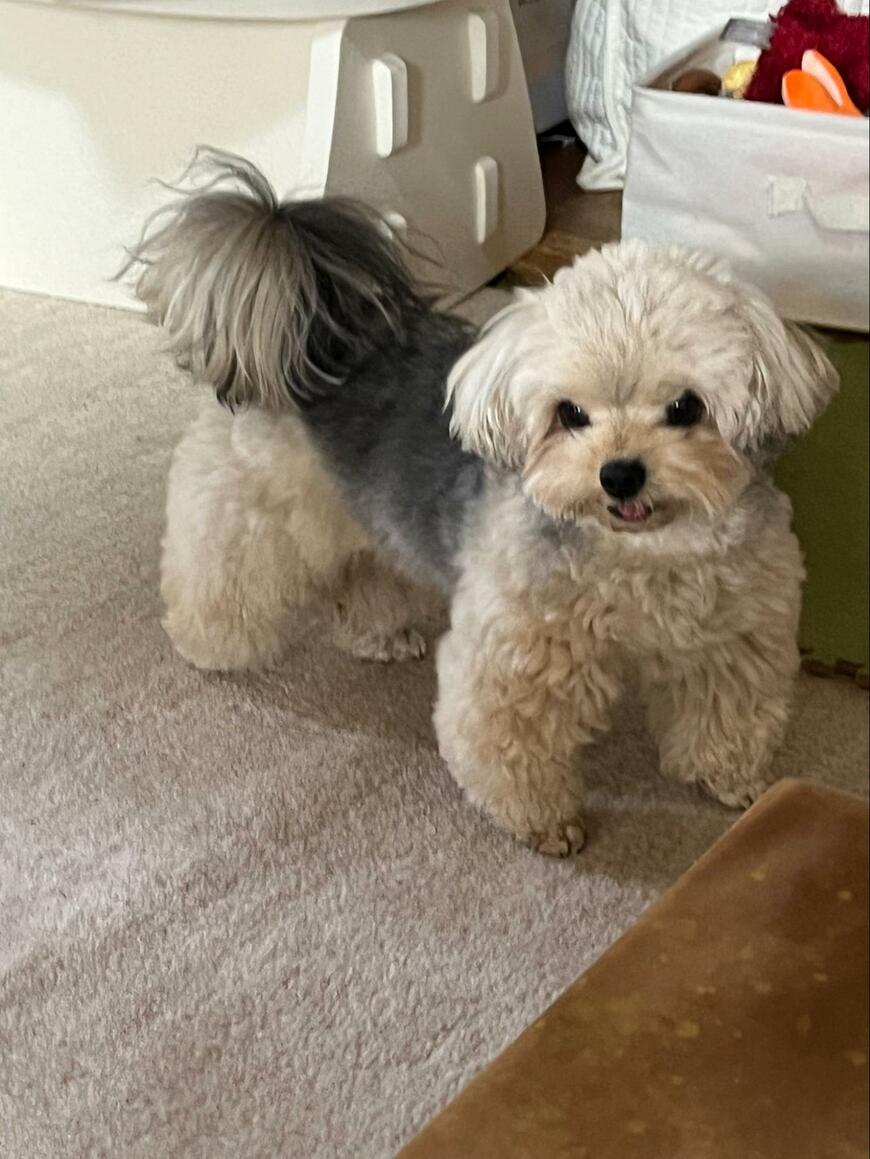 朝ごはんが遅くなったときの犬　まさかの怒り方がかわいすぎると話題