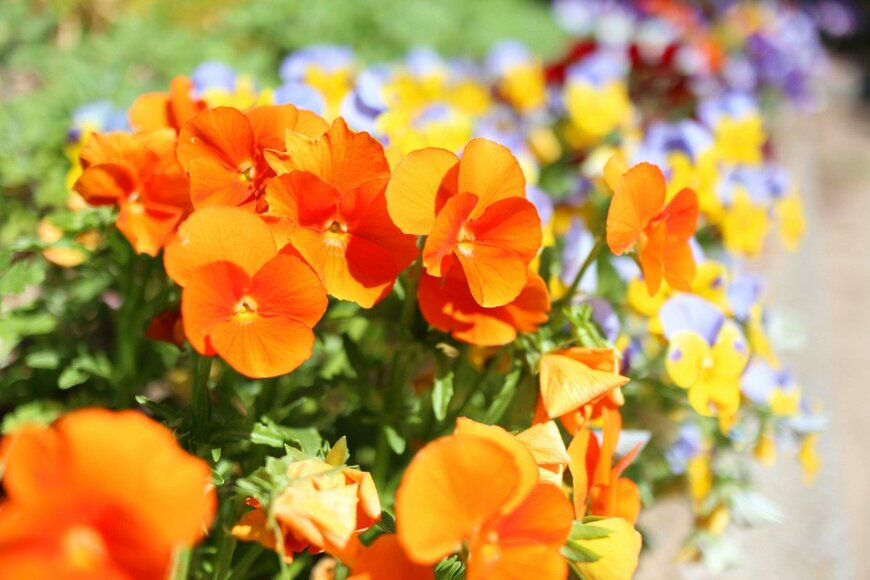 loveshiba/istockphoto.com