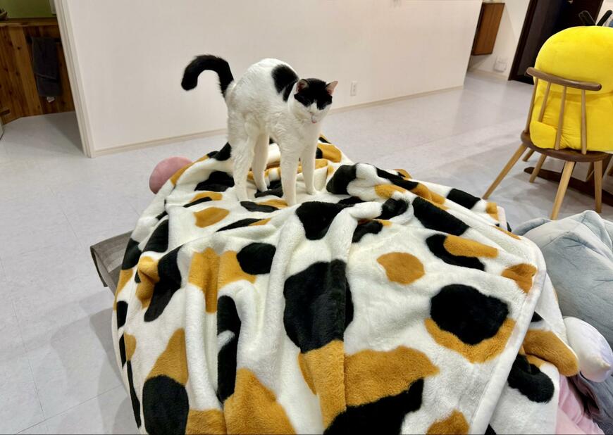 目が離せない！”ボニャール”してた猫ちゃんは何処へ？！一瞬でいなくなる猫ちゃんと舌出しした寝顔に1.1万いいね