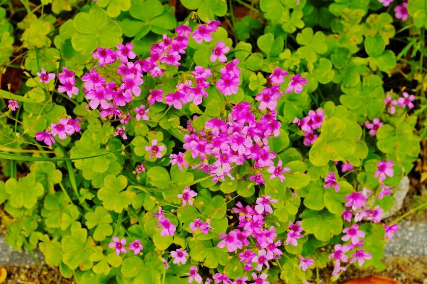 ajisai13/shutterstock.com