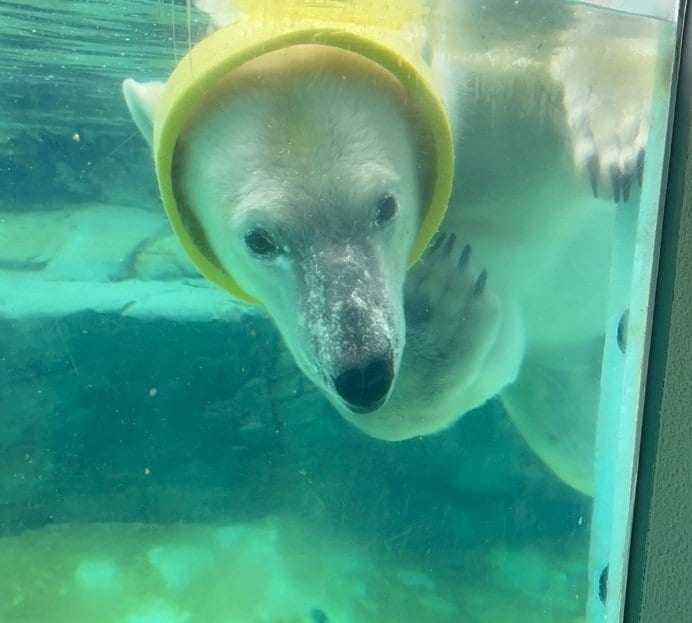 【神戸市立王子動物園】頭からかぶるのが好きなのね...！器用に『ドラム缶』を被って泳ぐホッキョクグマの姿がとってもキュート（兵庫県）