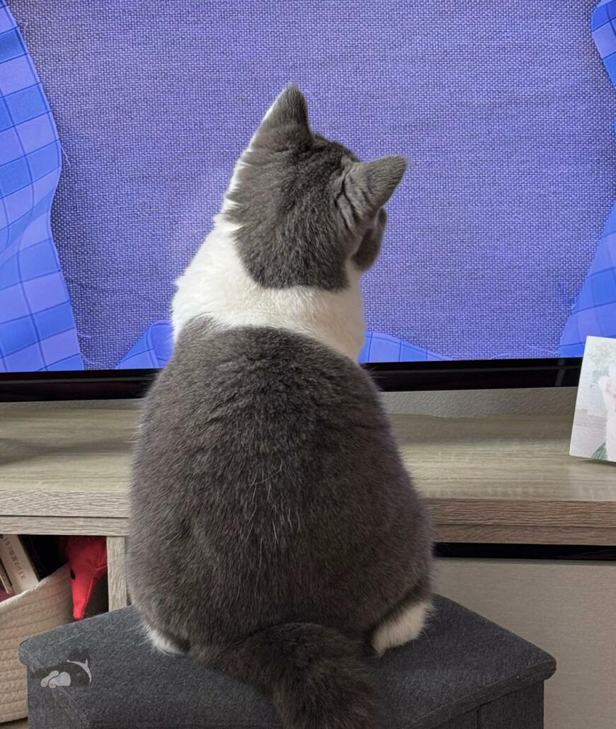 出所：@omochiomoching