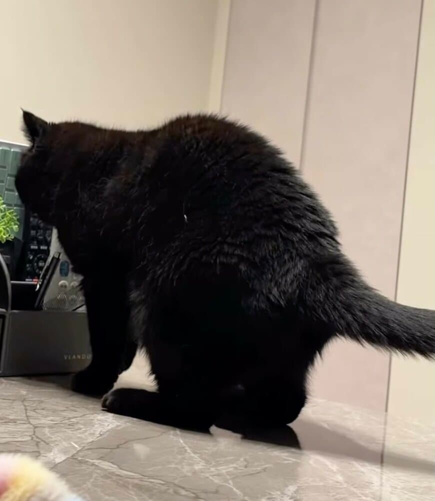 出所：@kotetsu_0420