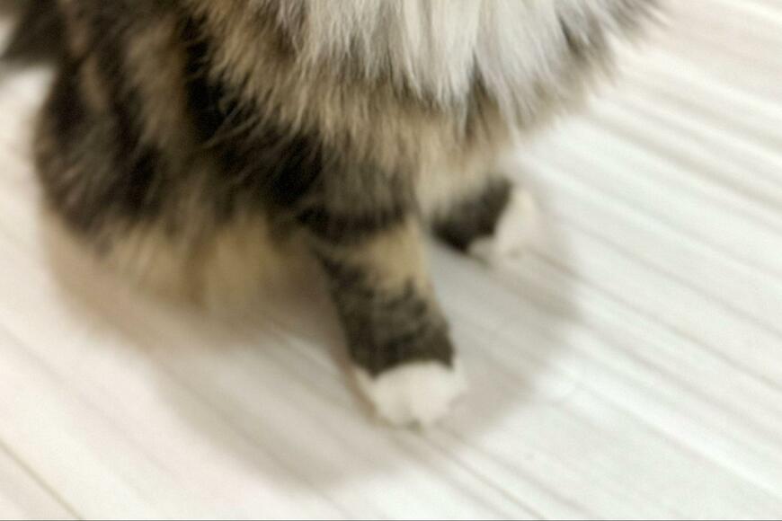 出所：@meltube_cat