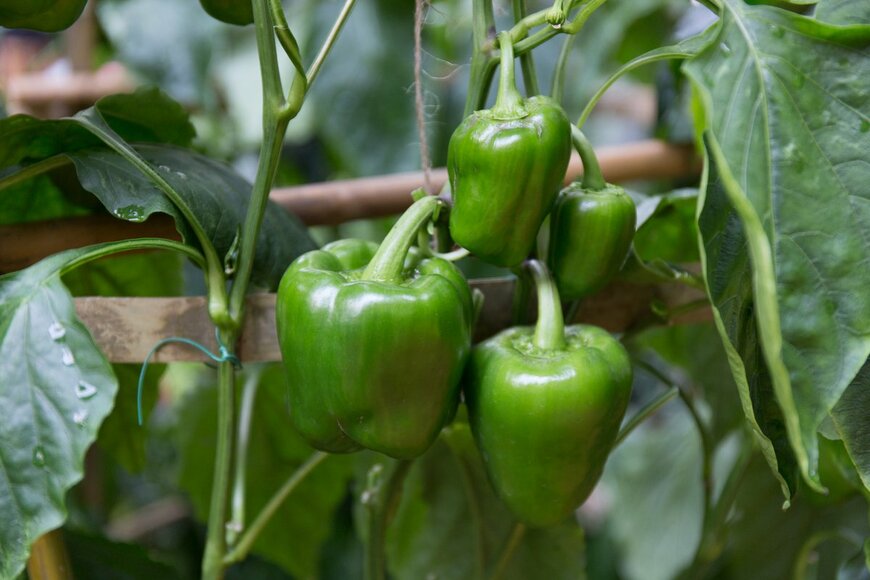 thechatat/Shutterstock.com