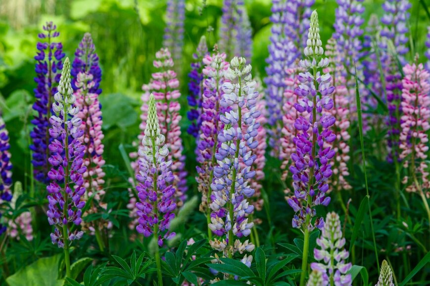 Flower_Garden/shutterstock.com