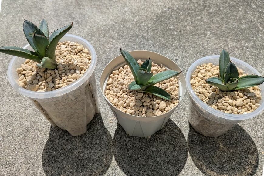 横から見た状態