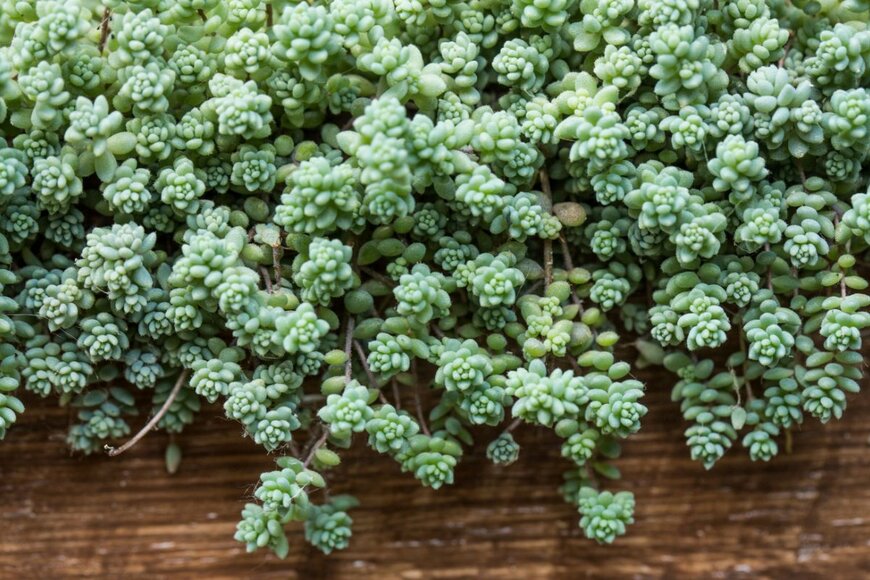 limipix/shutterstock.com