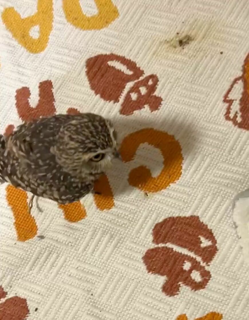 出所：@chimaki_anahori