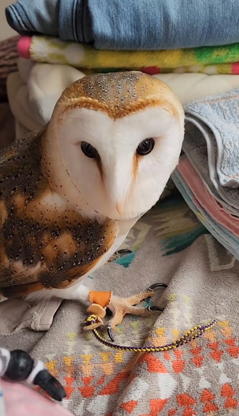 出所：@miki4wan108