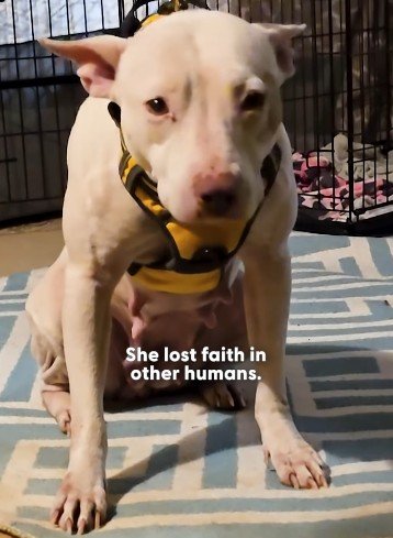 遺棄され「人に心を閉ざした犬」→保護され、心を回復させた姿に感動「天使が天使を守った」