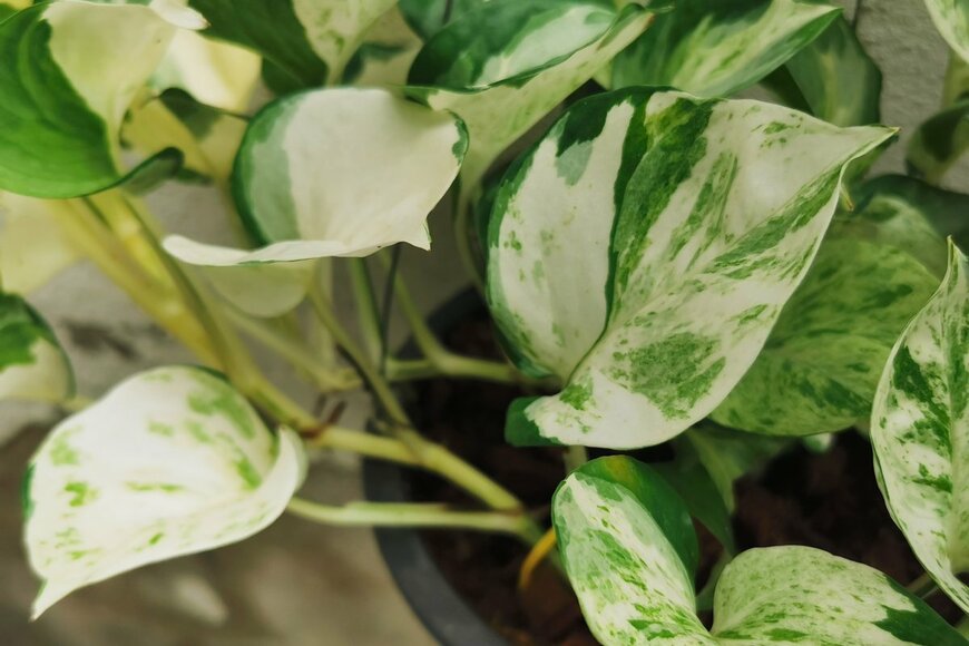 Omkoi/shutterstock.com