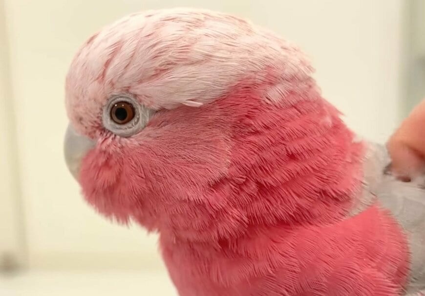 「大好きなパパ」が出かけた後のインコが切ない…　意外な行動に「胸が締め付けられる」
