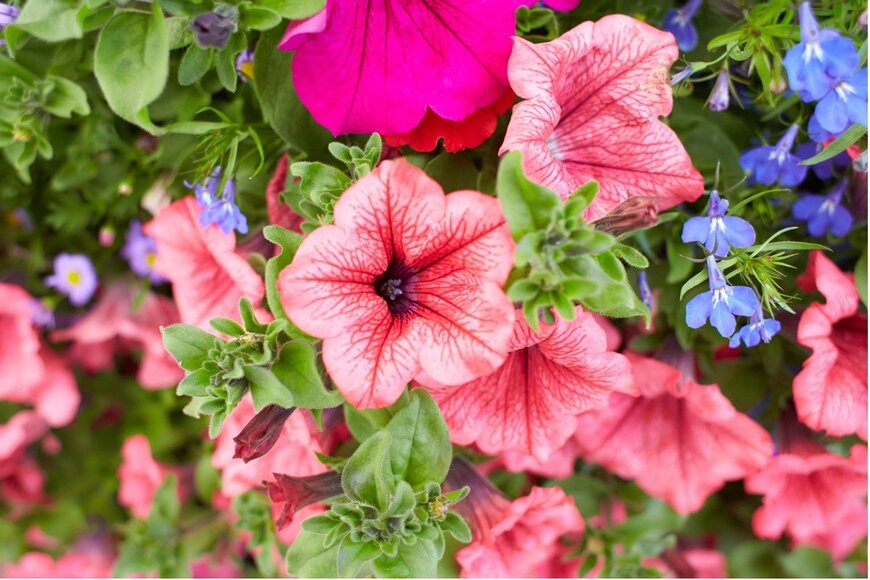 Irina Pislari/istockphoto.com