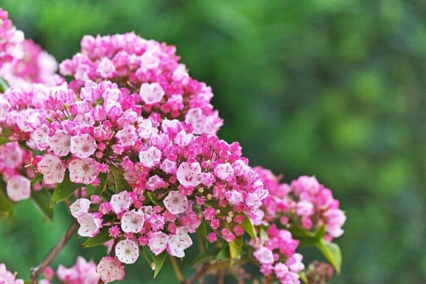 【半日陰でも美しく育つ】鉢植えシンボルツリーにおすすめの常緑低木3選。北向きベランダやシェードガーデンにも