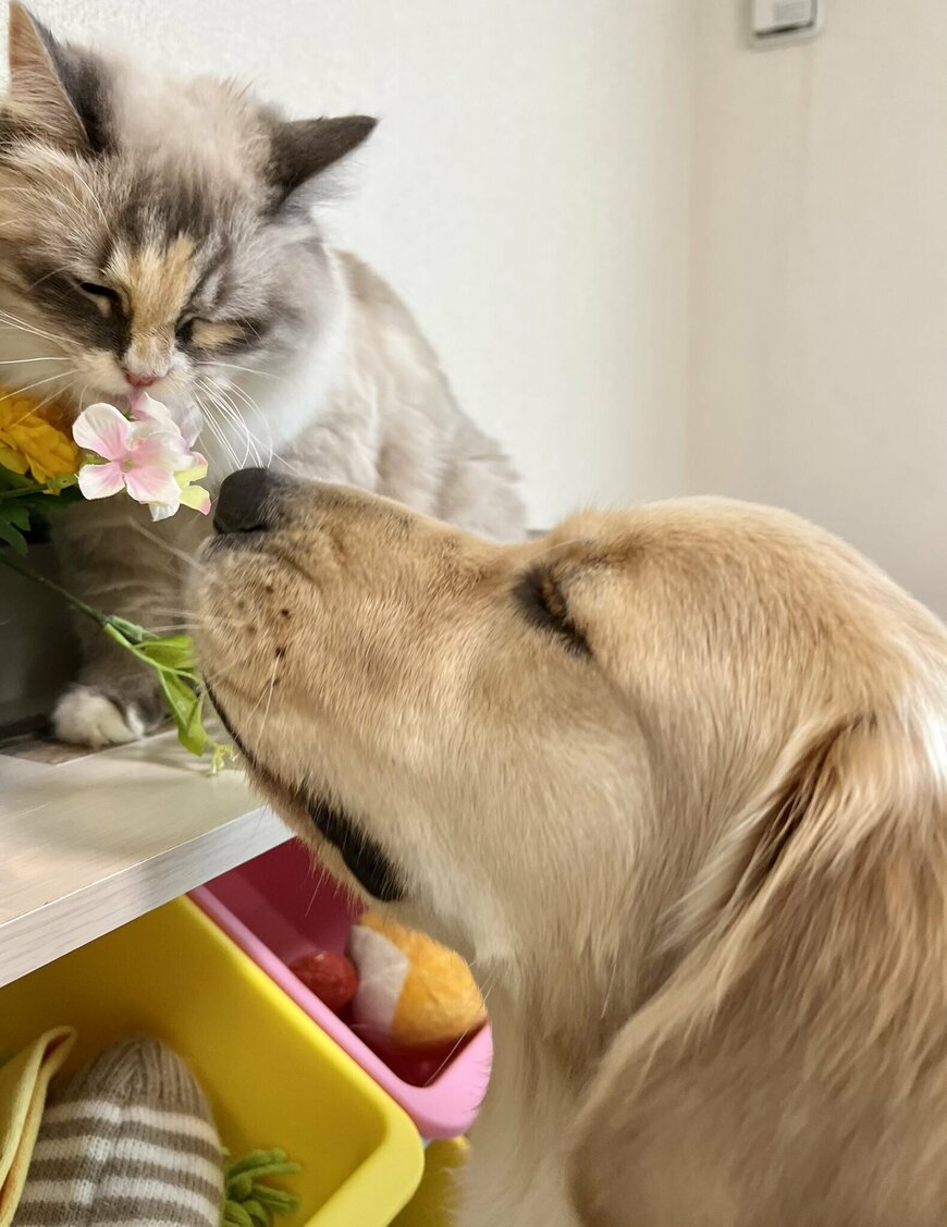 出所：@pu_channeldesu