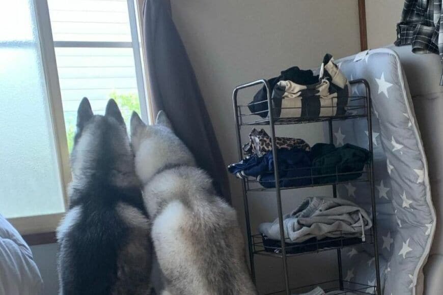 自宅で窓の外を眺める「2匹のハスキー犬」　名前を呼んでも反応しない理由に「やっちまったな…」