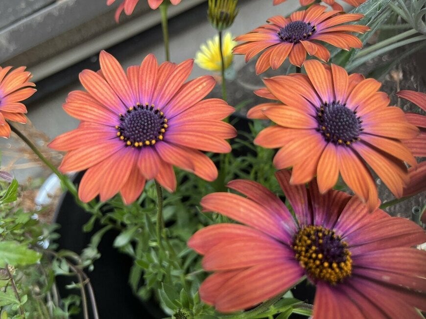 関東南部のうちの庭で「いま咲いている」多年草《春の定番花》3選！