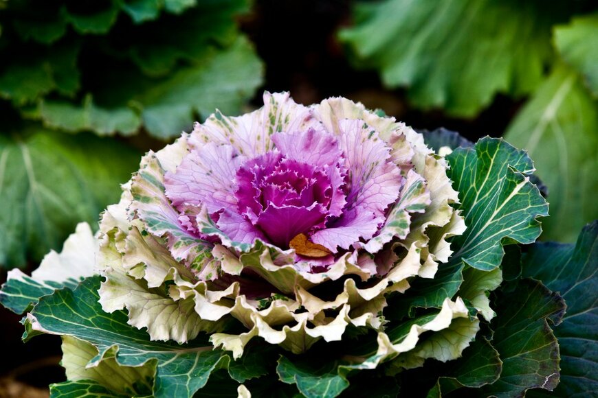 Joy Sagar/Shutterstock.com