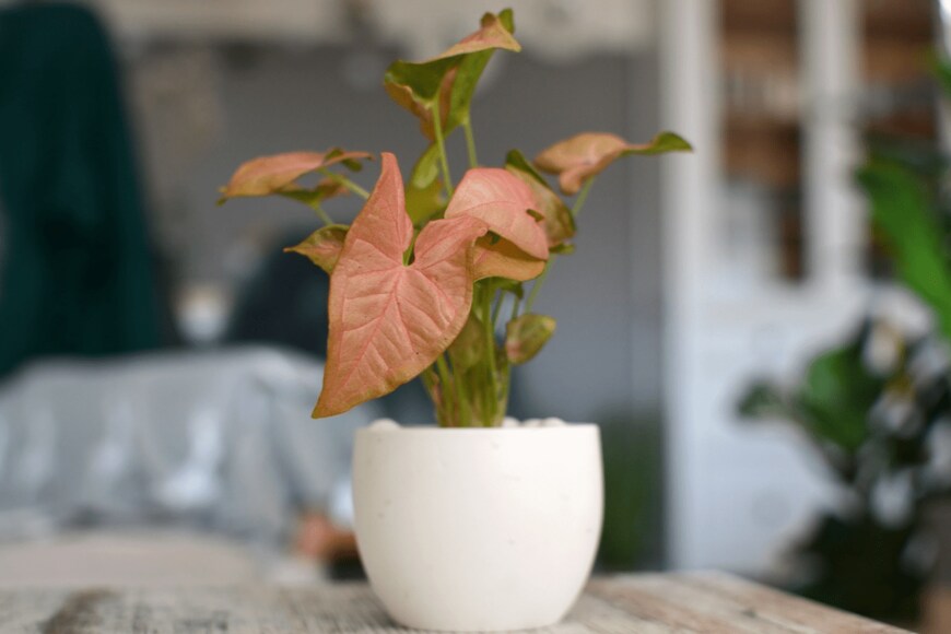 Firn/shutterstock.com