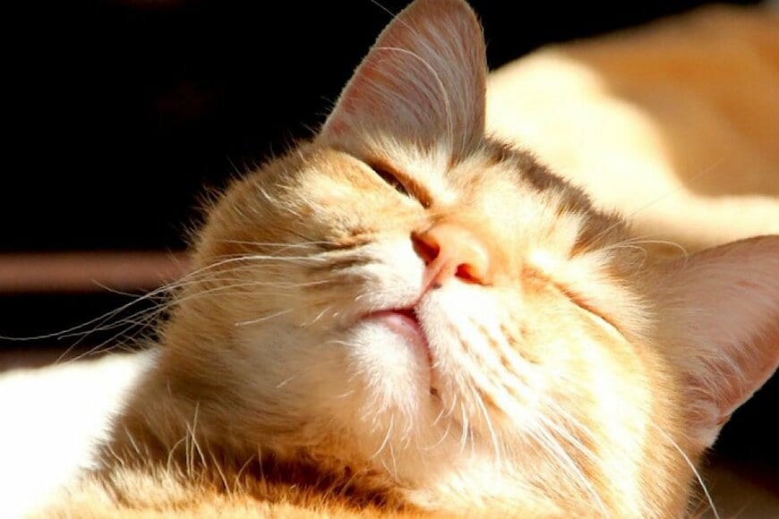 出所：@Adonis_Beginner