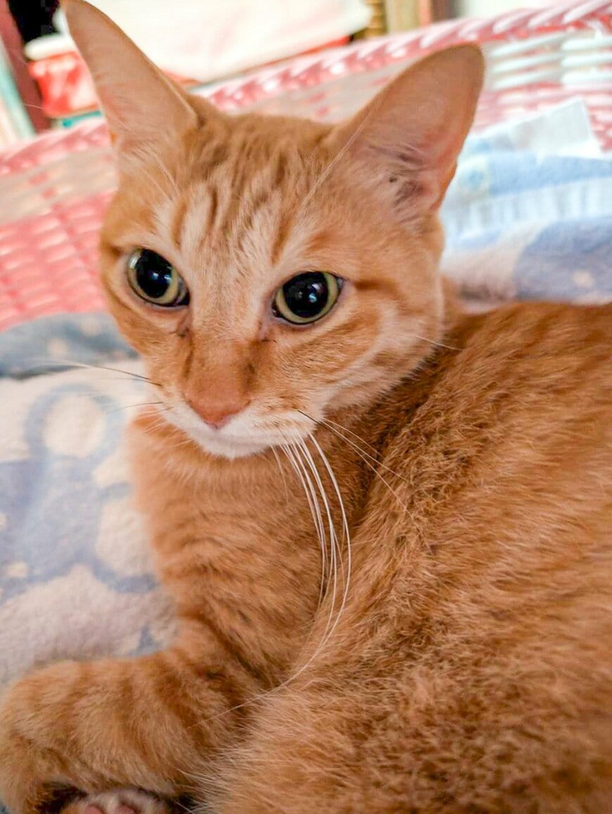 【衝撃】美猫が驚きの姿に豹変！？予想外の“振り向きポーズ”に「本気でウケた」の声